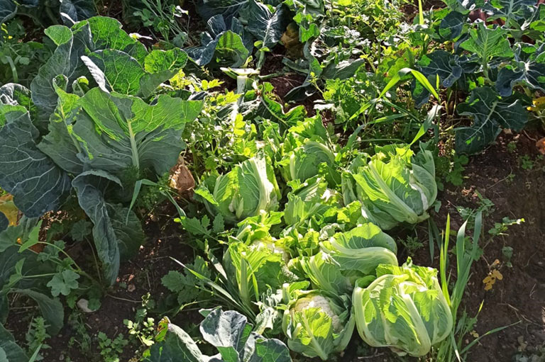 Una variedad de verduras incluyendo acelga y coliflor siendo cultivadas juntas al aire libre