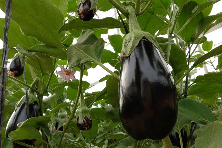 Aubergine growing in a greenhouse