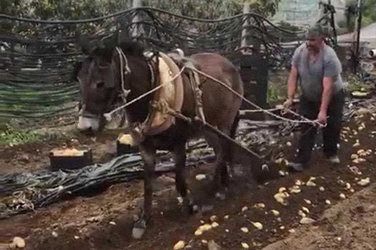 Jose Jurado utilizando un caballo y un arado para cosechar patatas