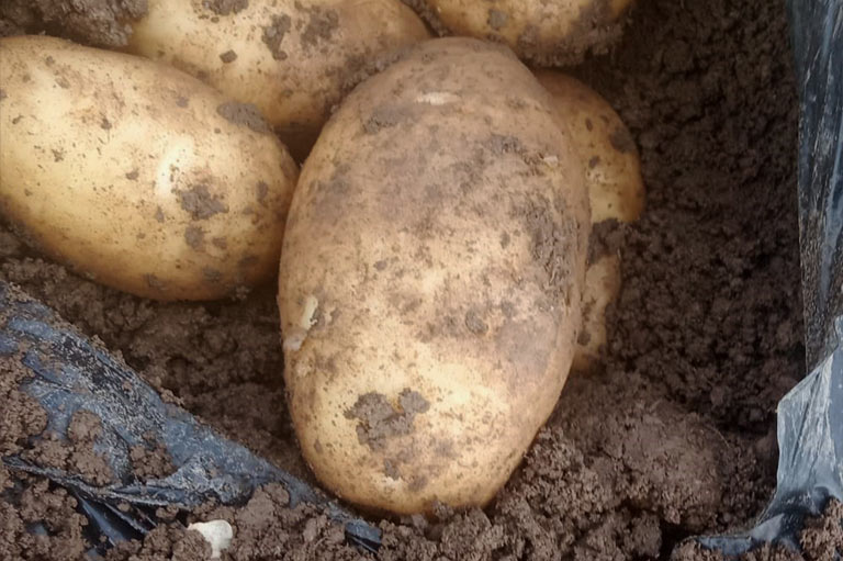 Primer plano de unas patatas frescas siendo desenterradas