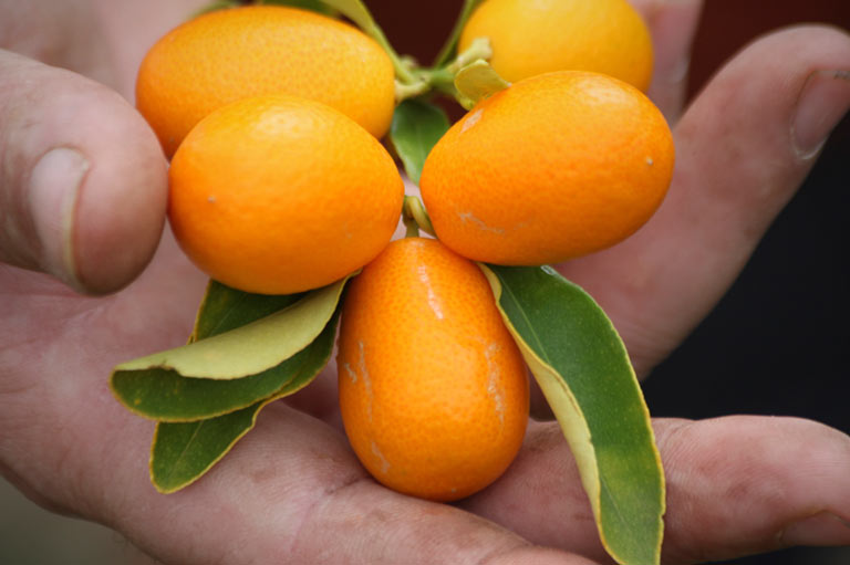 Primer plano de una mano sosteniendo kumquats
