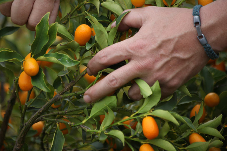 Manos recogiendo kumquats del árbol
