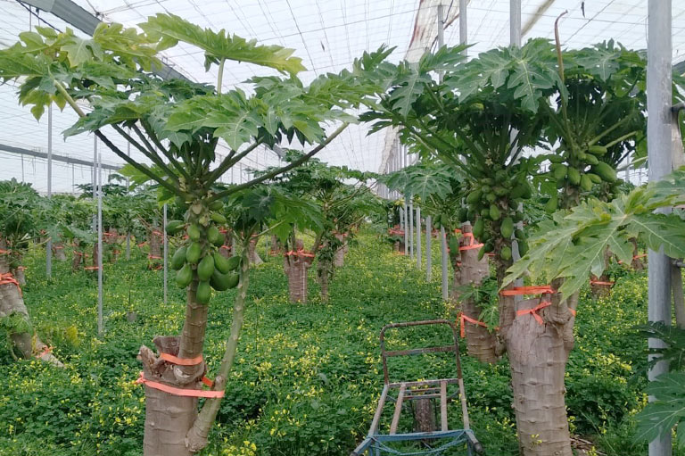 Papaya trees growing in a greenhouse