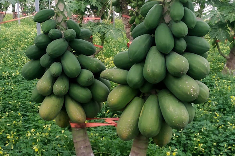 Detail of papayas growing on the tree in a greenhouse