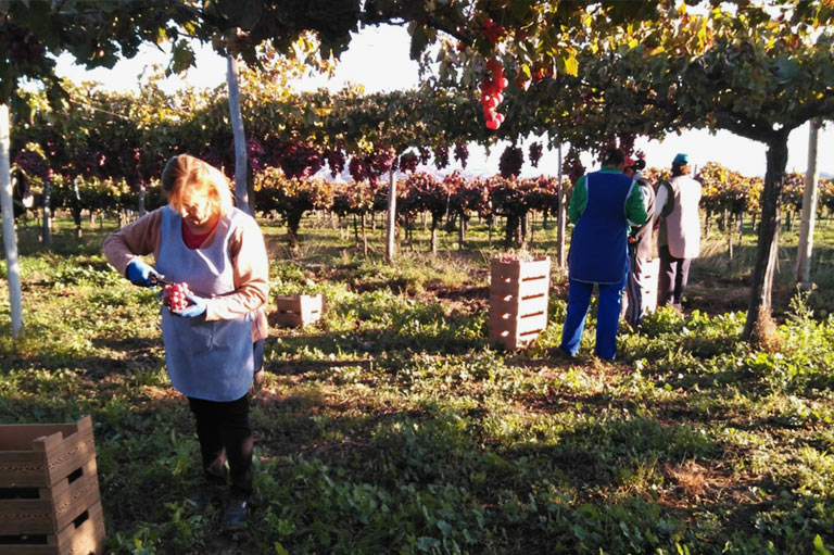 Arbeiders bij biologische producent Sebastian Marin die druiven oogst