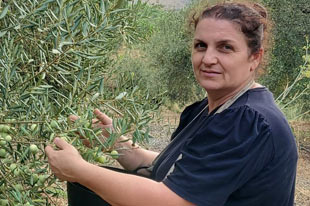 Organic olive producer Livia Romanceac, harvesting green olives from a tree