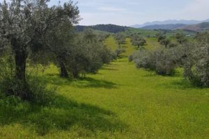 Vista de una ladera verde e hileras de olivos