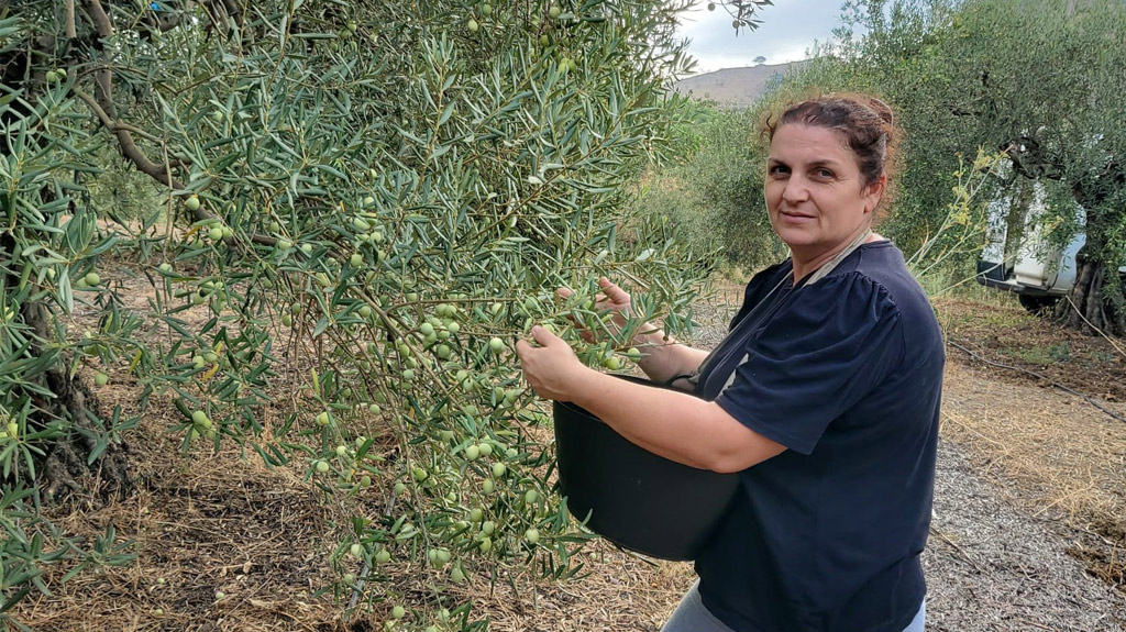 Organic olive producer Livia Romance, harvesting green olives from a tree