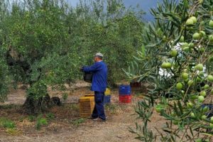 A worker collecting olives from a tree