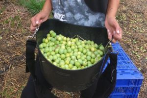A basket full of freshly harvested green olives