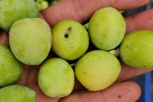 A group of green olives being held in a hand