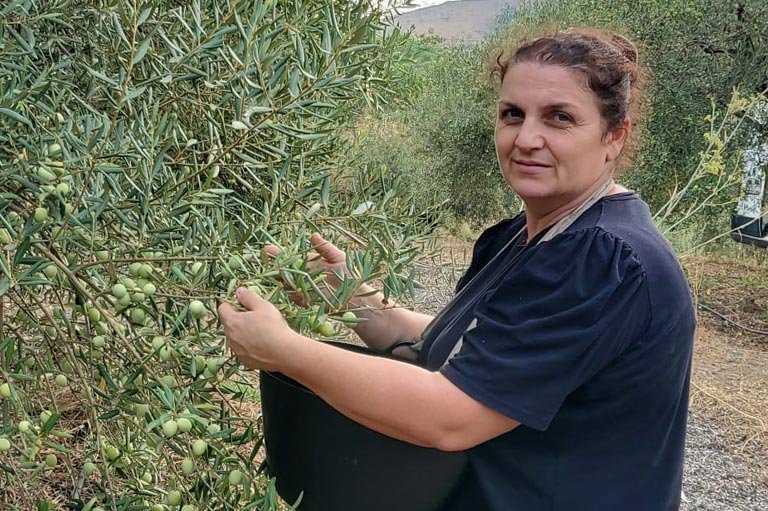 La productora de aceitunas ecológicas Livia Romance, recogiendo aceitunas verdes de un árbol