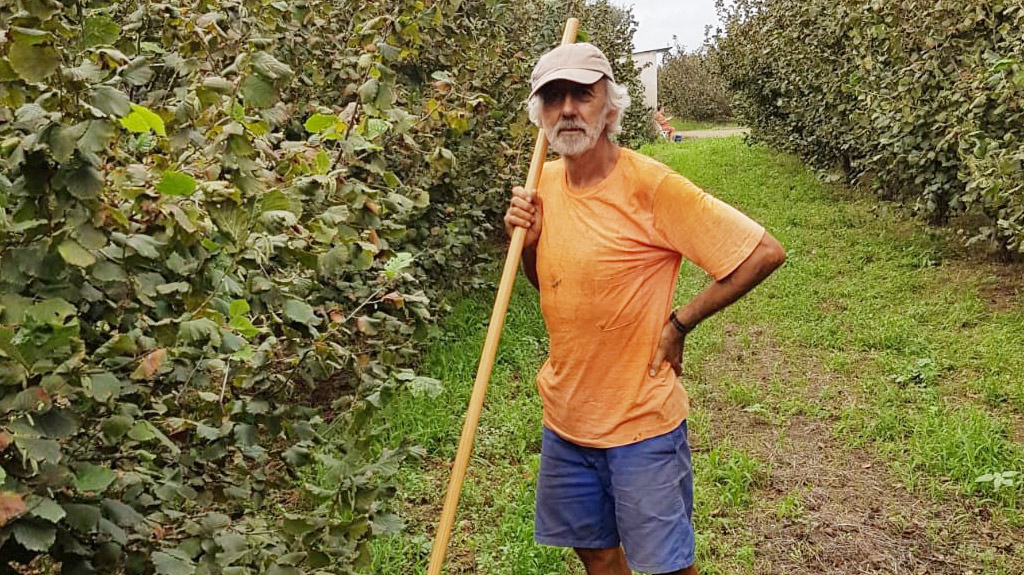 Organic farmer Miquel Angel of Naturselva standing between rows of hazelnut trees