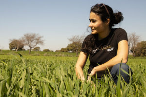 Arrate Corres gehurkt in een veld met groeiende tarwe