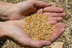 Hands holding harvested wheat grain