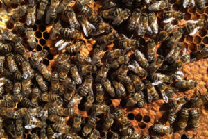 Primer plano de muchas abejas caminando sobre un panal