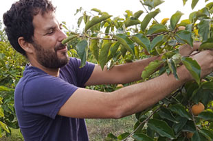 Organic producer Cristobal Rueda harvesting persimmon by hand