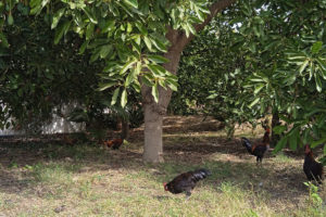 Kippen foeragerend in de schaduw van een avocadoboom