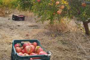 Pomegranate trees with boxes on the ground nearby, full of harvested fruit