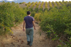 Cristobal Rueda walking away between rows of trees