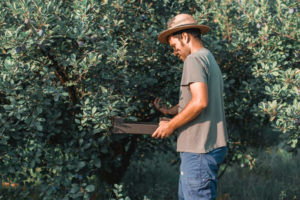 Organic farmer Cristobal Rueda harvesting plums from a tree