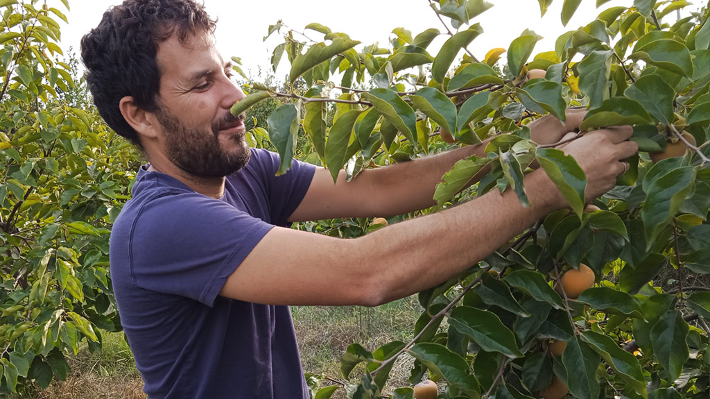 Organic producer Cristobal Rueda harvesting persimmon by hand