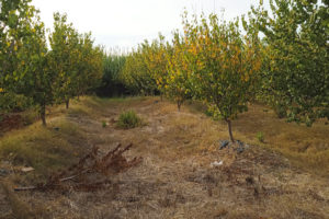 Hileras de árboles en la finca de Cristóbal Rueda