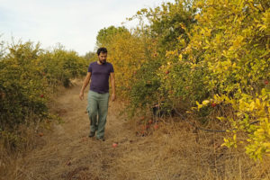 Cristobal Rueda walking between rows of pomegranate trees