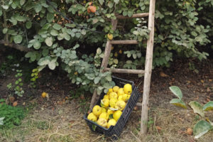 A ladder resting on a tree and a box of harvested quince