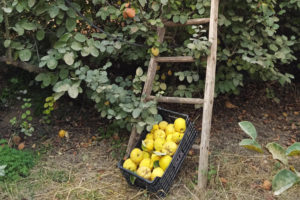 Une échelle posée sur un arbre et une boîte de coings récoltés