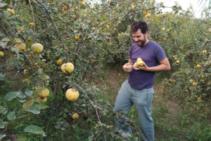 Cristobal Rueda recolectando membrillo a mano