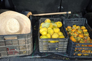 Boxes of quince and persimmon in the back of a van