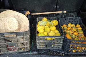 Caisses de coings et de kakis à l'arrière d'une camionnette