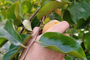A hand reaching out to pull a ripe persimmon from the tree