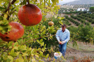 Granaatappels aan de boom, klaar om geoogst te worden