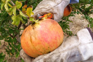 A pomegranate being cut from the tree