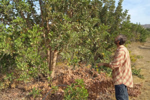 Biologische producent Manuel Jimenez inspecteert een boom