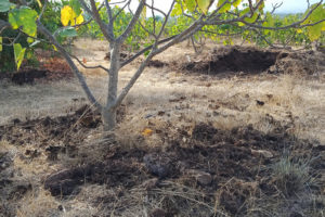 A young fig tree with compost spread on the ground around it