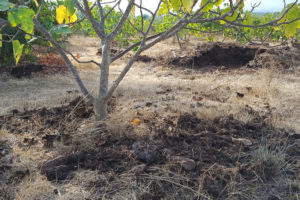 Een jonge vijgenboom met rondom compost op de grond verspreid