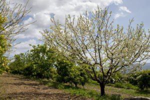 Árboles en flor en las tierras de Paco Moreno