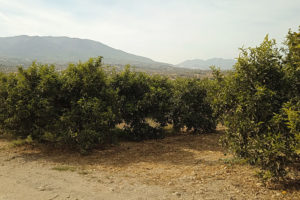 Rows of citrus trees with green leaves