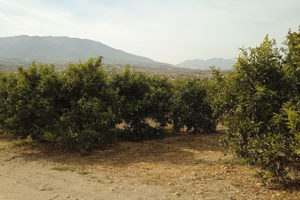 Rangées d'arbres à agrumes avec des feuilles vertes