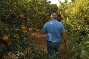 Paco Moreno walking between rows of tangerine trees