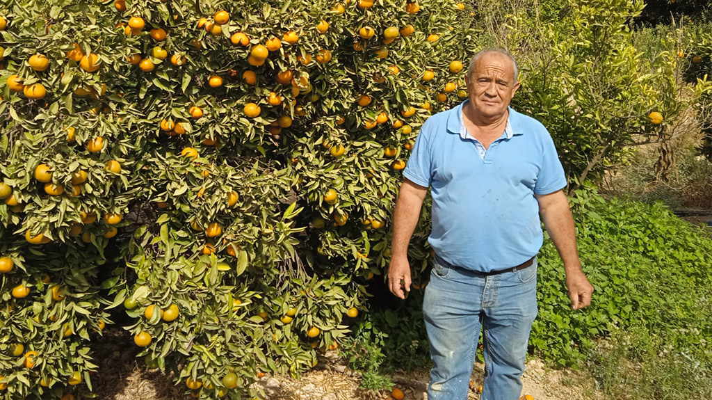 Biologische producent Paco Moreno, staande naast een boom vol mandarijnen