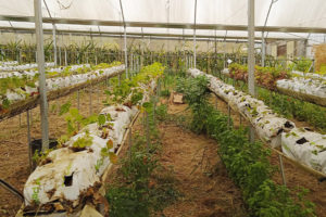 Rows of strawberry plants and herbs growing in a greenhouse
