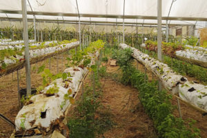 Rijen aardbeiplanten en kruiden in een kas