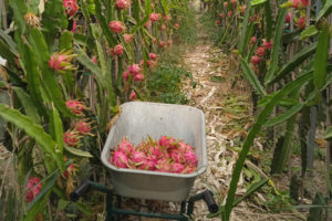 A wheelbarrow placed between rows of cactus plants, fileld with harvested dragon fruit