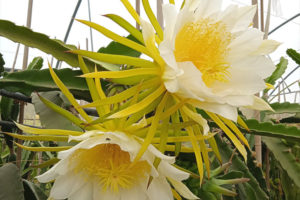 Fleurs de fruits du dragon s'épanouissant sur un cactus