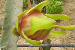 A dragon fruit beginning to grow on a cactus