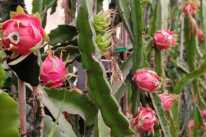 Dragon fruit growing on a cactus